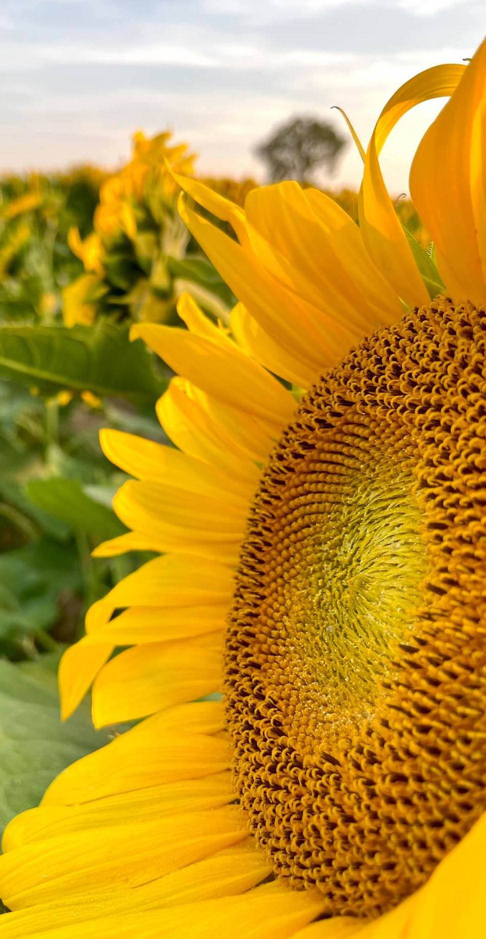 The sunflower head comprises many small, tuberous flowers. The head contains as many as 2,000 oil-rich seeds. Photo courtesy of Amberlyn Brown.