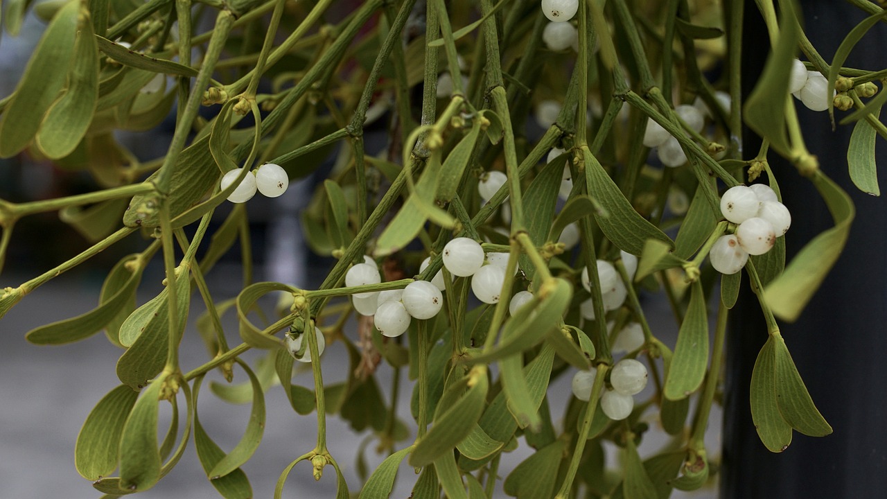 Open Mistletoe is highly toxic. Consider substituting artificial mistletoe. Photo from Pixabay (https://pixabay.com/photos/mistletoe-regional-customs-plant-2993567/)