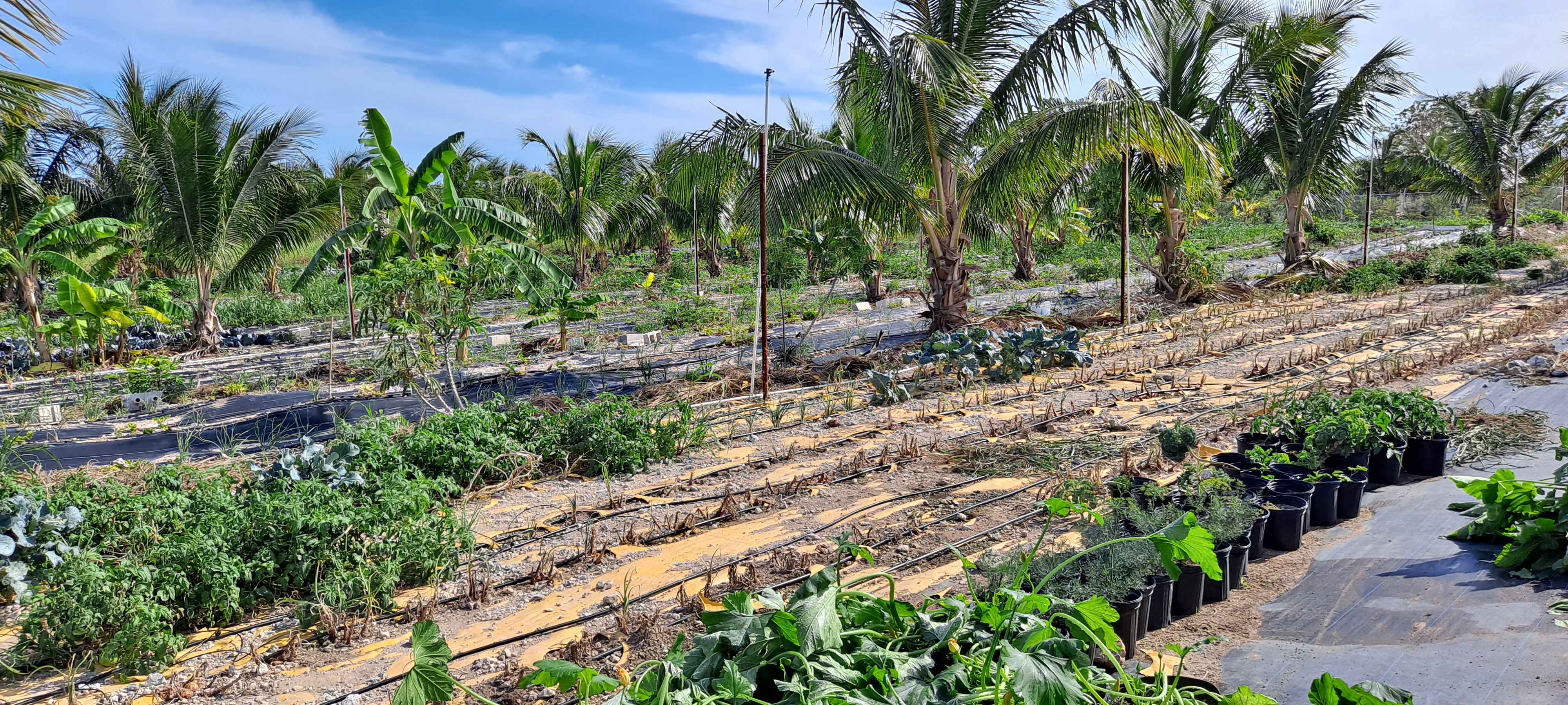 Open Much of the “soil” in the Bahamas is just sand and rock. This third-generation farm is experimenting with planting fruits and vegetables in pots rather than directly into the ground. Photo courtesy of Debi Kelly.