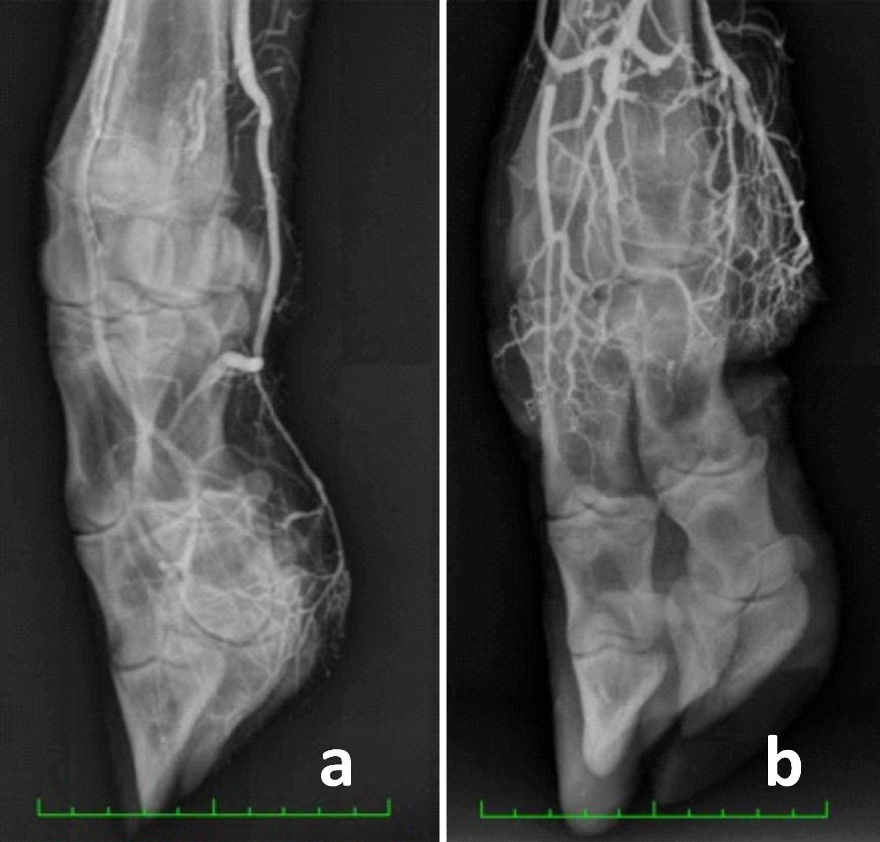 These X-rays illustrate vasoconstriction in cattle, comparing normal blood flow, left, to restricted blood flow, right, caused by ingestion of toxic fall fescue. Courtesy Terry Swecker, Virginia Tech.
