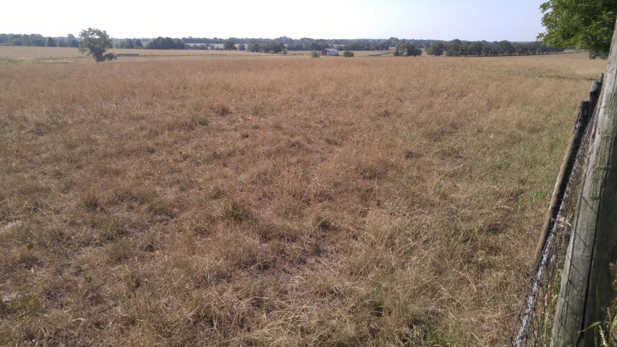 Open Same day, same drought: These photos taken July 12, 2018, in Linn County, Missouri, illustrate that native warm-season annual grasses (see other photo) can ensure good forage supplies during drought. Photo courtesy Harley Naumann.