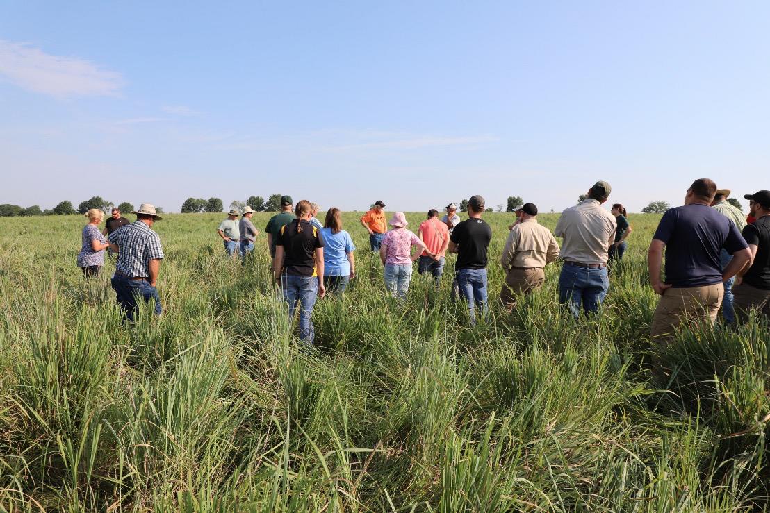 Open Same day, same drought: These photos taken July 12, 2018, in Linn County, Missouri, illustrate that native warm-season annual grasses (this photo) can ensure good forage supplies during drought. Photo courtesy Harley Naumann.