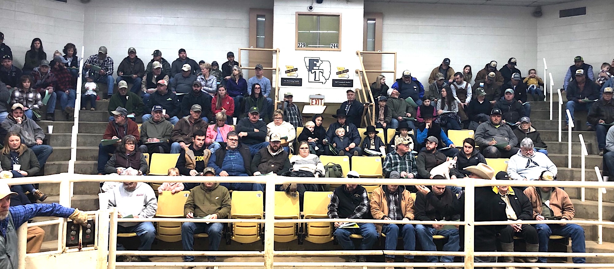 Open Interest in Show-Me-Select heifers was strong at 2022 sales. Sales totaled $682,050 in the final SMS sale of the year at F&T Livestock in Palmyra. Photo courtesy of Daniel Mallory.