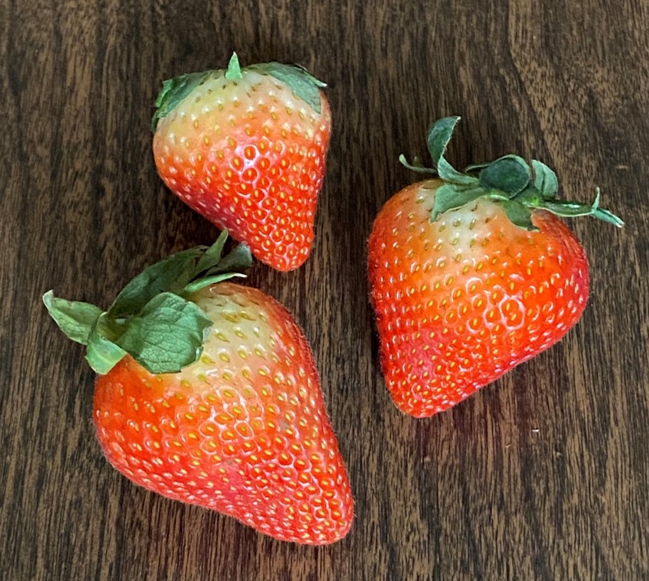 Choose strawberries that are bright red. Avoid ones that have a white or yellow area near the stem, as this area will not continue to ripen. Photo by Michele Warmund.