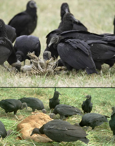 Open Black vultures feed on dead animals but can also gang up and prey on calves, piglets, lambs and newborn goats. Photos courtesy USDA National Wildlife Research Center.