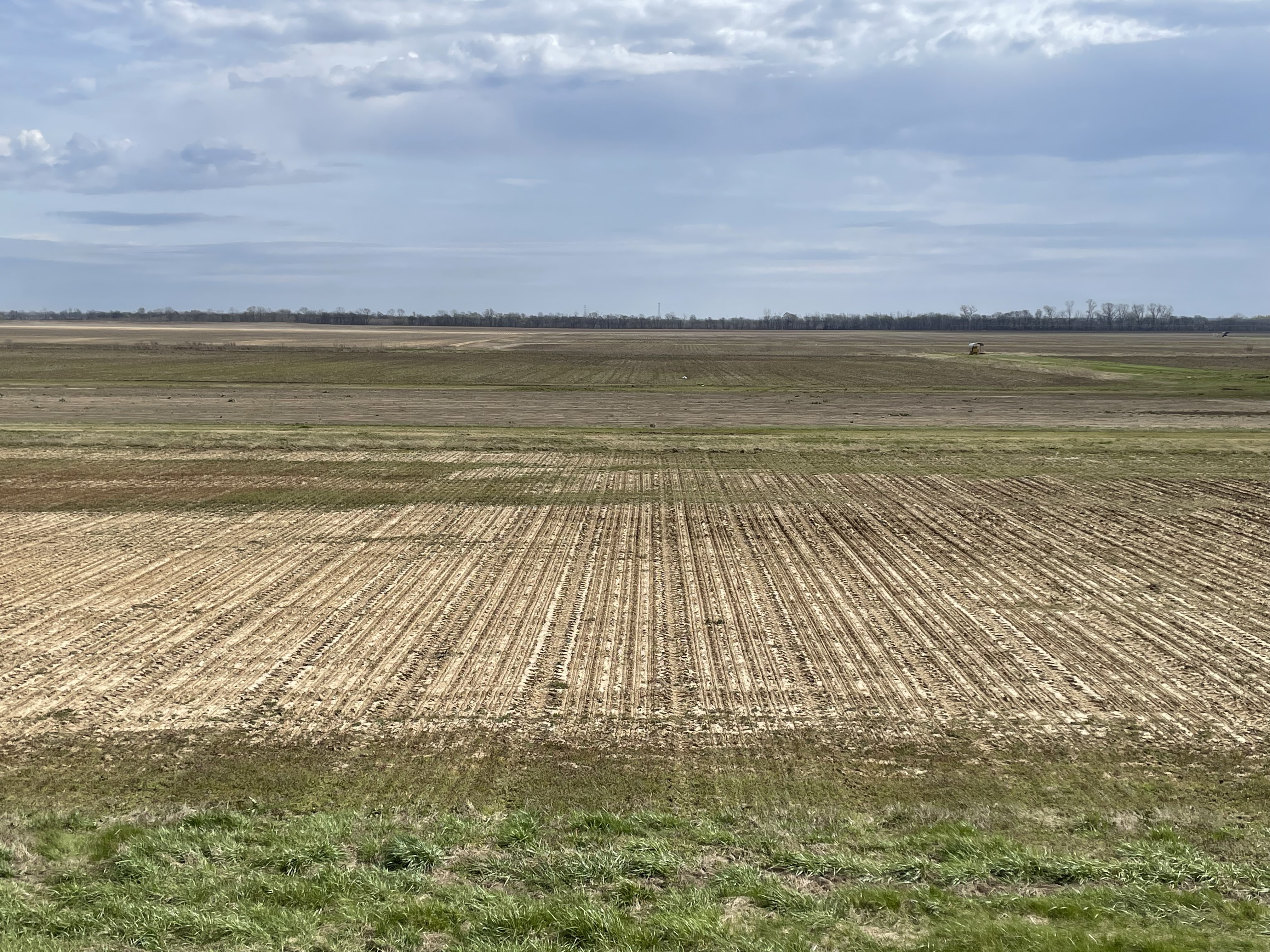 MU rice cultivar trial shows stark differences in first year