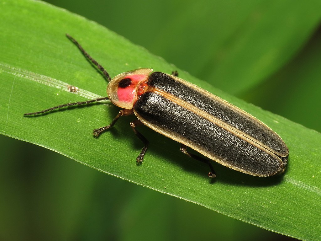 Adult big dipper firefly found on ground vegetation. Photo by Katja Schulz from Washington, D.C., USA, CC BY 2.0 (https://creativecommons.org/licenses/by/2.0), via Wikimedia Commons at https://commons.wikimedia.org/wiki/File:Common_Eastern_Firefly_(278588