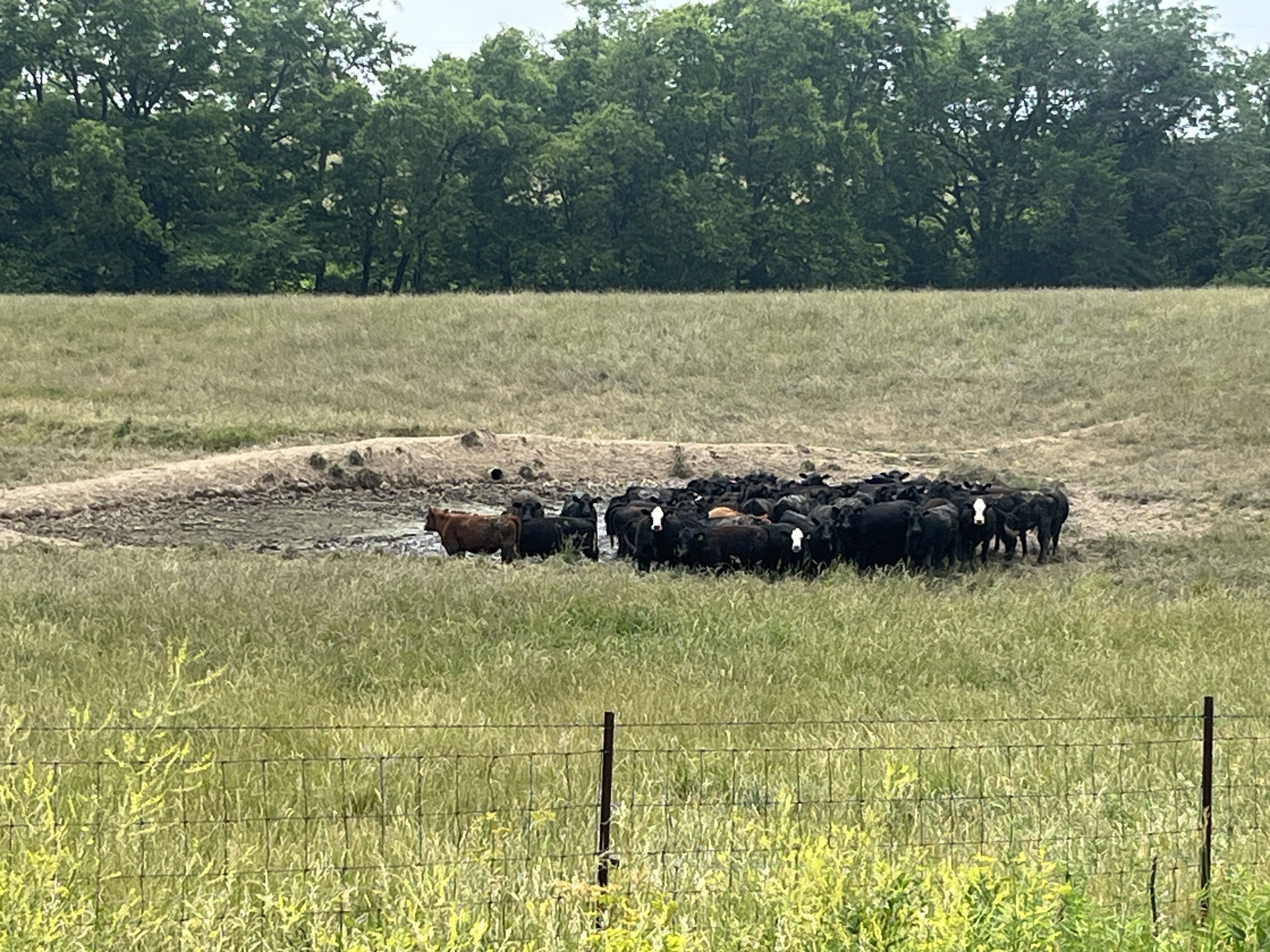 Missouri livestock producers face dwindling water supplies for their herds. University of Missouri Extension specialists urge producers to contact their county USDA office to find resources to plan for future water shortages. Marion County photo by Charle