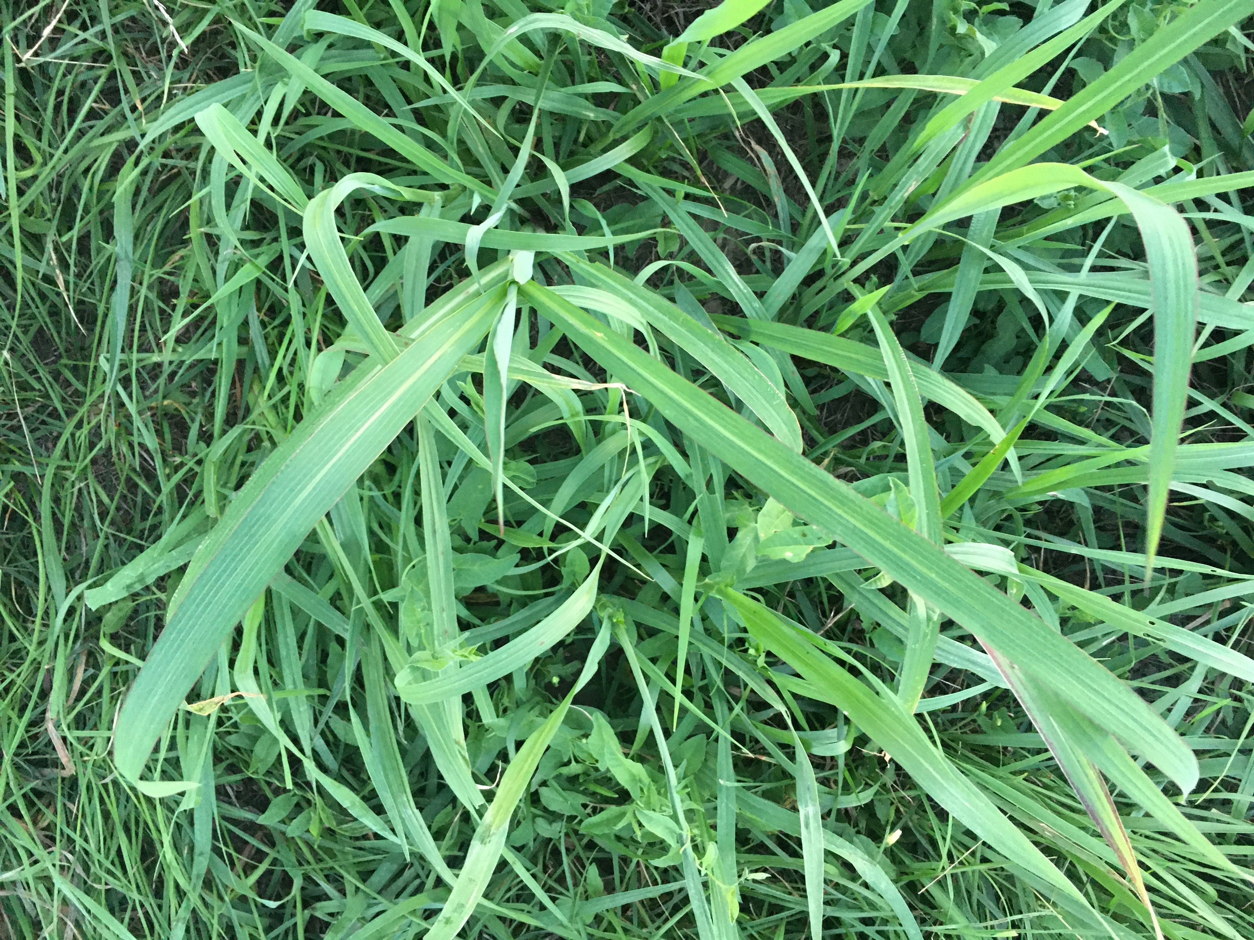 Open Johnson grass, a common forage, can build up prussic acid, which is harmful and sometimes deadly to animals. Photo courtesy of Tim Evans.