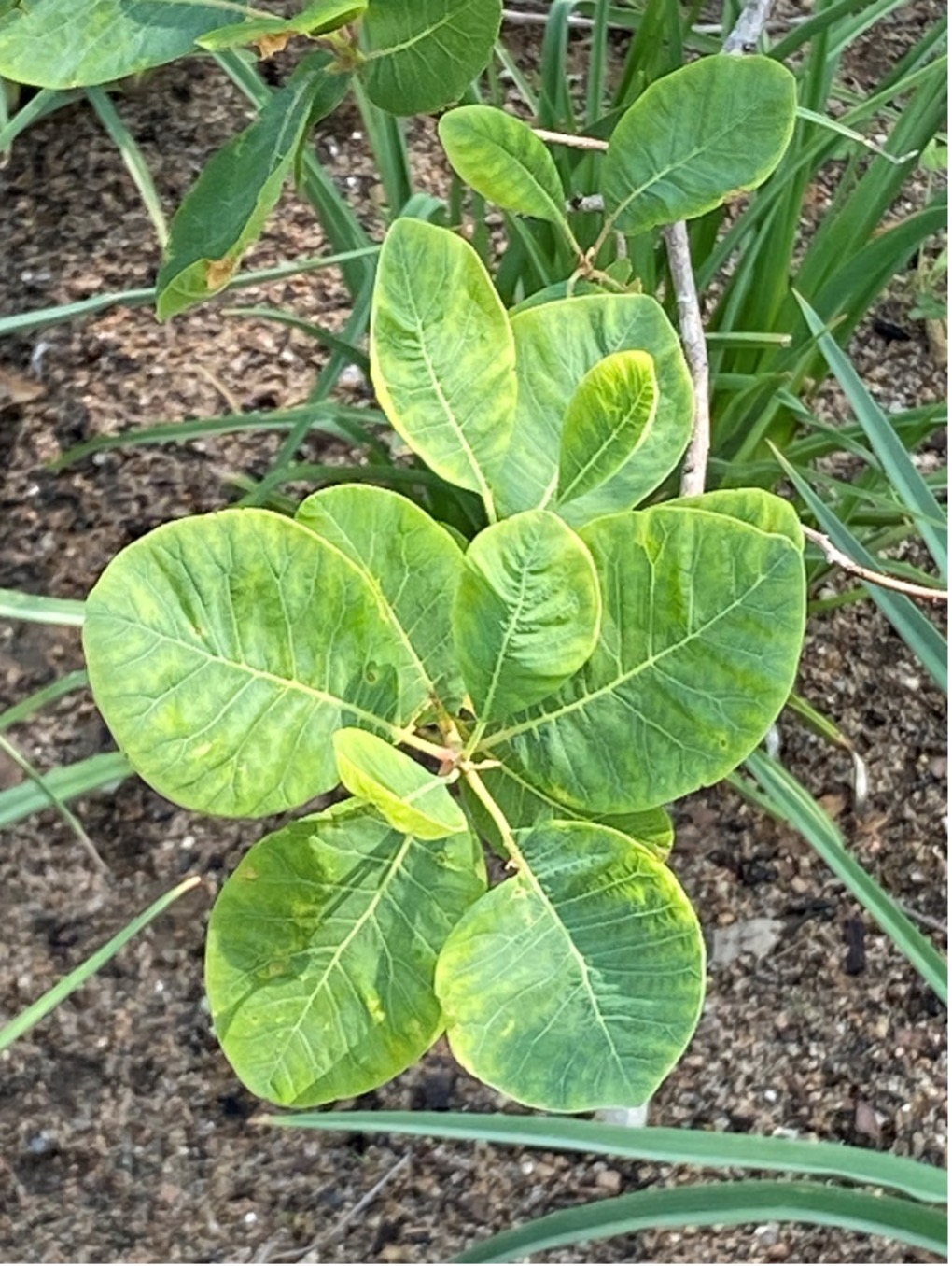 The green foliage of an American smoketree growing in St. Louis, Missouri. Photo courtesy of Michele Warmund.