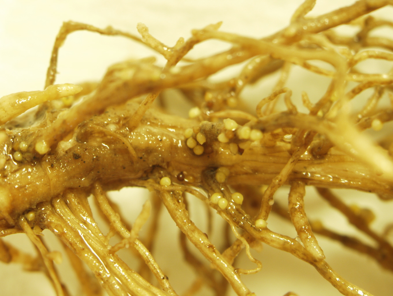 Test for soybean cyst nematode this fall