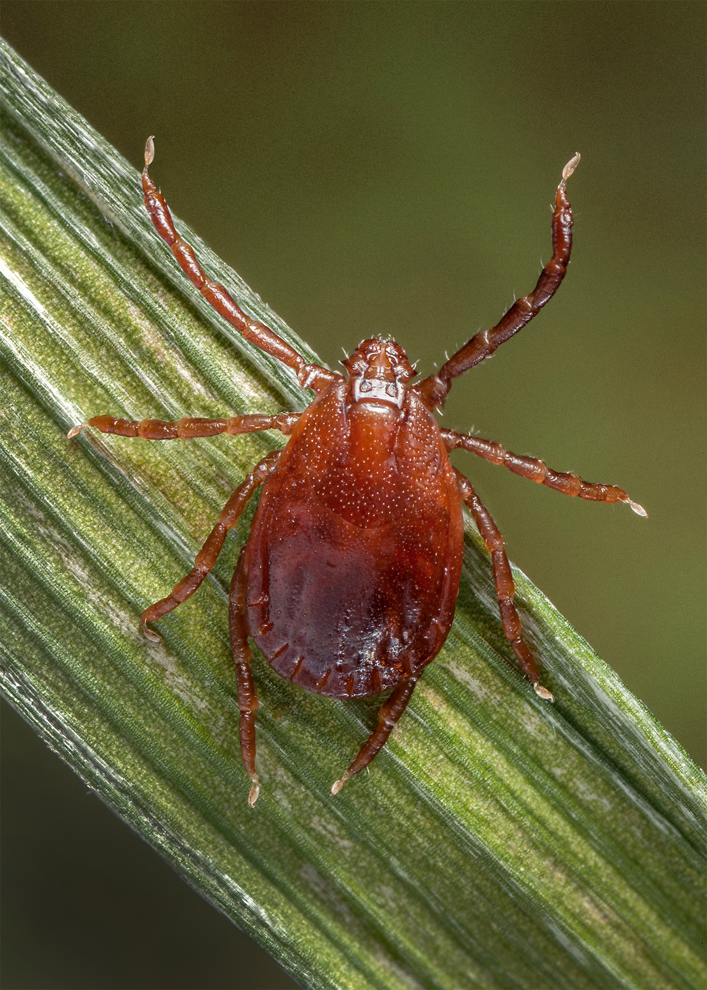 Open Adult female longhorned tick. Public domain photo by James Gathany, Centers for Disease Control and Prevention.