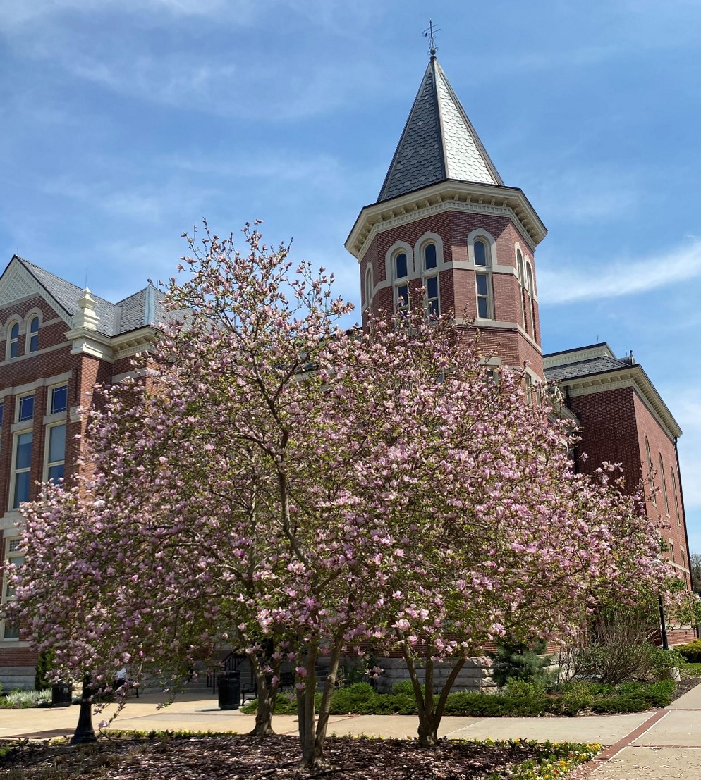Blooming magnolias on Francis Quadrangle are an annual sign of spring on the University of Missouri campus. Photo by Michele Warmund.