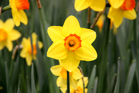 Narcissus (daffodil). Photo by Kham Tran. Shared under a Creative Commons license (CC BY-SA 3.0).