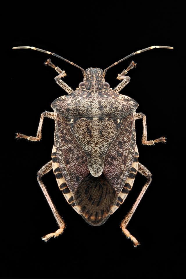 Open Brown marmorated stink bug. Credit: U.S. Army.