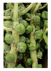 Brussels sprouts on stalks