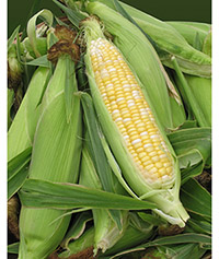 Fresh ears of corn with husks