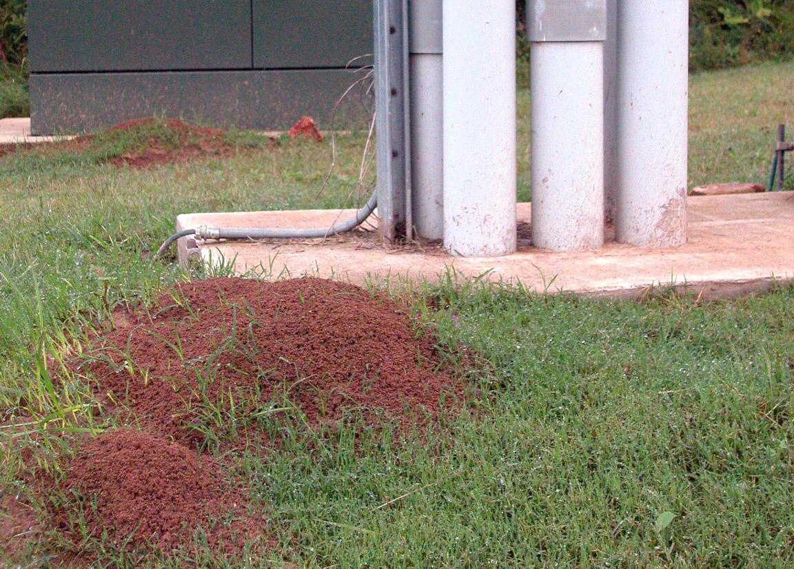 Red imported fire ant mounds near high-voltage electrical unit in Fayetteville, Ark. 