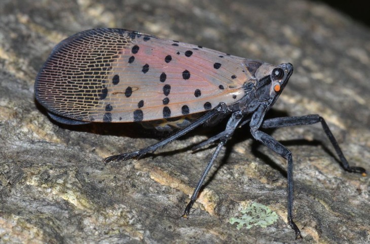 Open When its wings are not spread, the spotted lanternfly is fairly unremarkable in appearance. Photo by Greg Hoover, Penn State University.