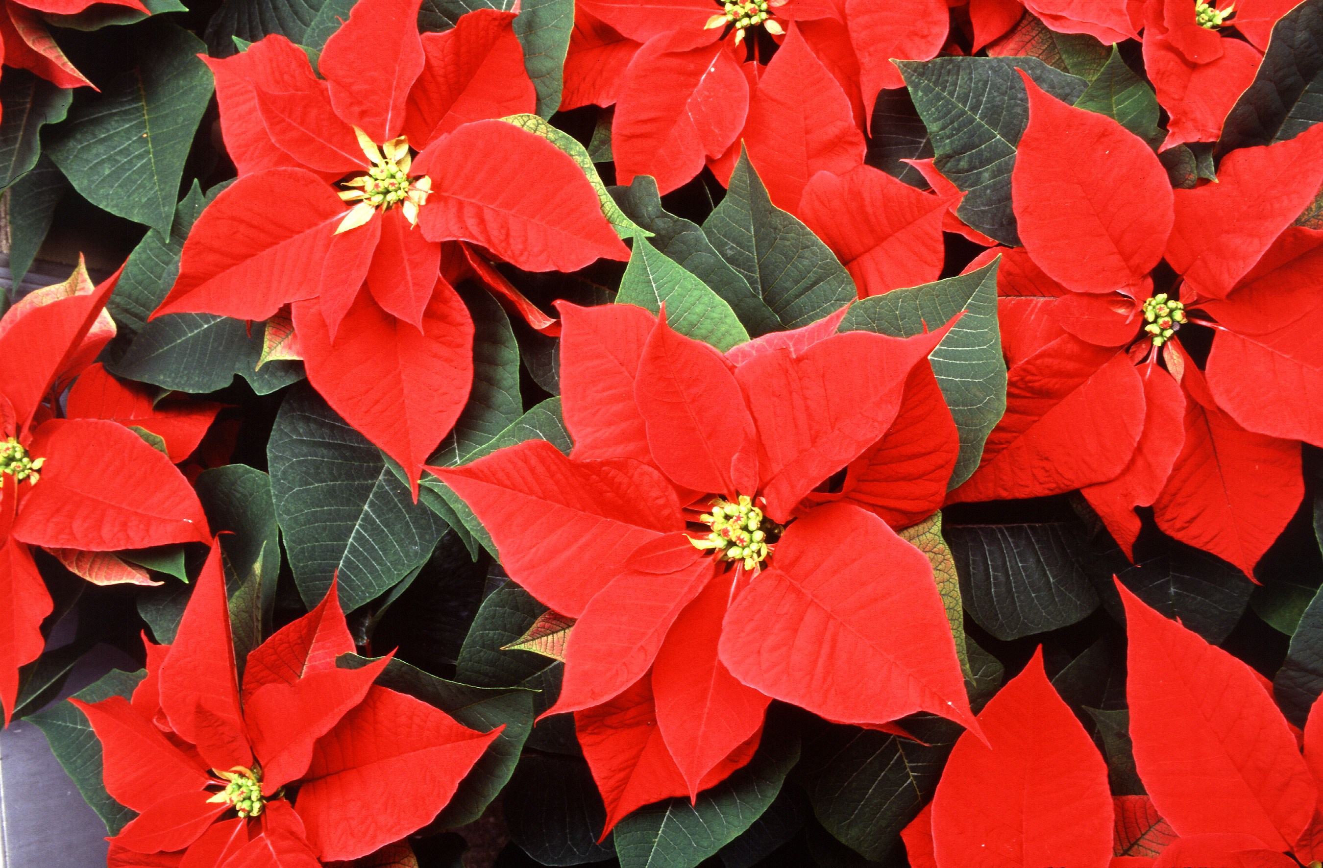 Open The poinsettia's small flowers are surrounded by colorful leaves called bracts. Photo by Scott Bauer, USDA Agricultural Research Service.