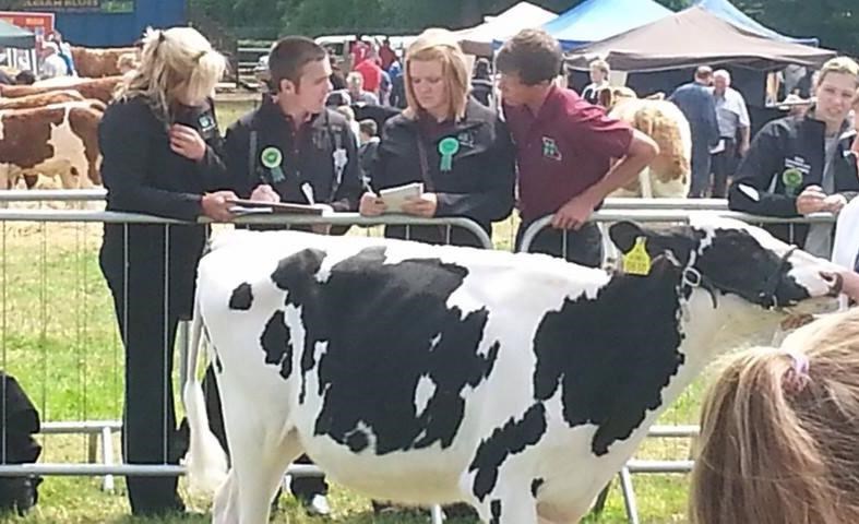 4-H youth looking at a cow