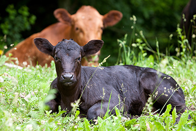 Two cows laying down in a field.