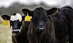Two cows with yellow ear tags in a field