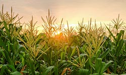 Sunshine on a field of growing corn
