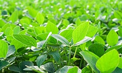 Closeup of soybean plants