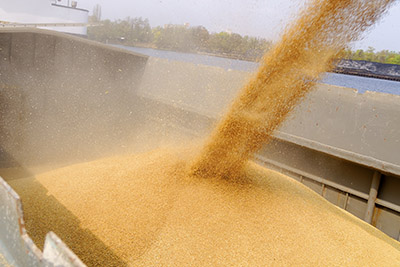 Loading wheat grain into barge