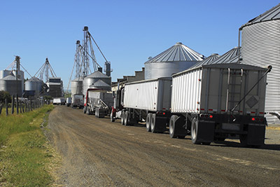 Semi trucks hauling grain to silos