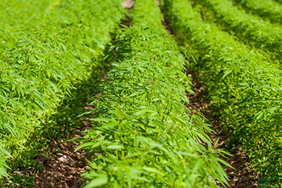 Rows of hemp in a field.