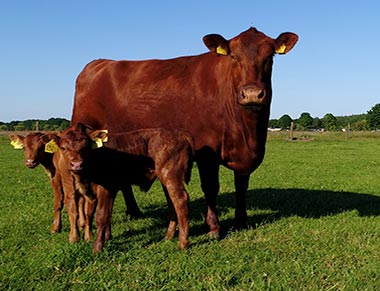 Aberdeen Angus cow with twin calves