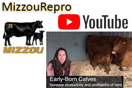 Mizzou Beef Reproduction YouTube channel