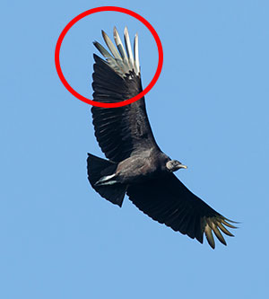 black vulture wings