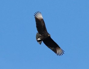 MU Black Vulture Project - Programs | MU Extension