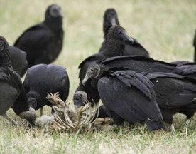 Black vultures eating a carcass