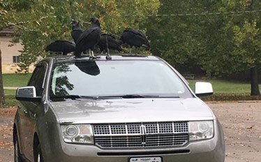 Black vulture on a car