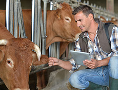 man in cow barn with ipad