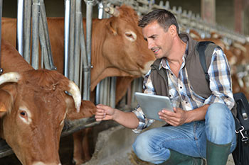 male vet with cattle and digital tablet in barn