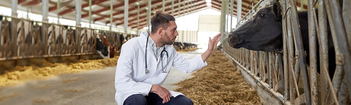 veterinarian examining cattle