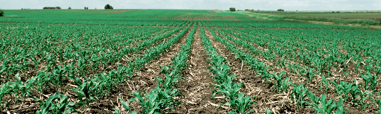 Rows of corn plants
