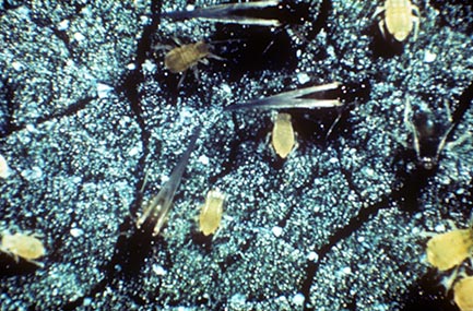 Closeup of aphids on a leaf