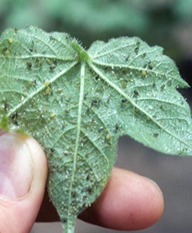 Aphid damage on a cotton leaf
