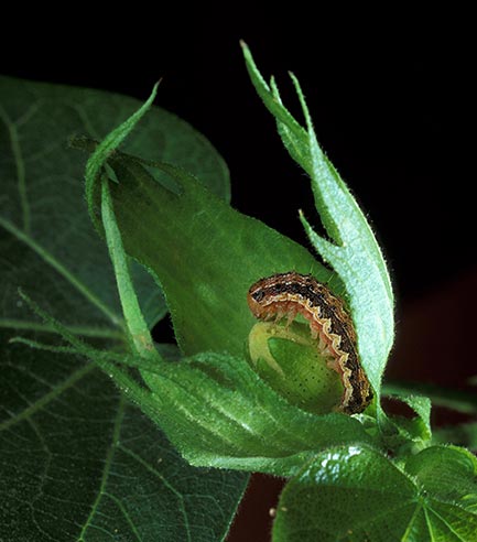 Closeup of a bollworm on a leaf