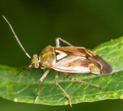 Closeup of a Lygus bug