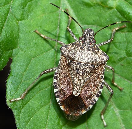 Closeup of a brown stink bug on a leaf