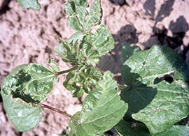 Damaged cotton leaf