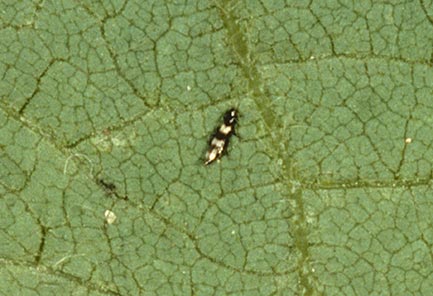 Closeup of a thrips on a leaf