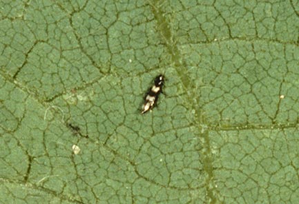 thrips eggs